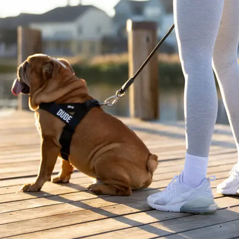 Dog Friendly Co. No-Pull Harness - Easy Fit Design for All Dogs - Comfortable, Secure, and Chafe-Resistant Adjustable Straps
